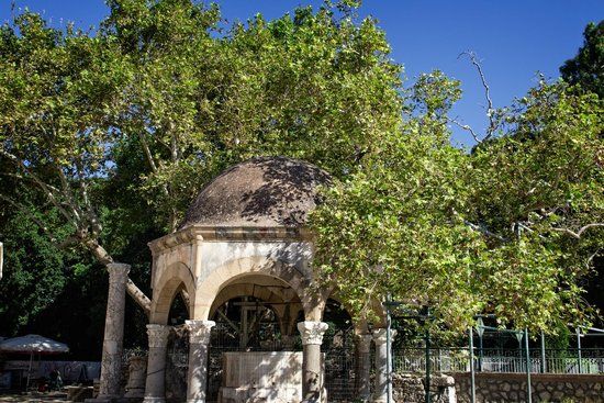 Hippocrates Tree