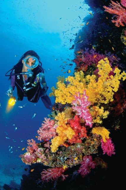 Sea Bees Diving