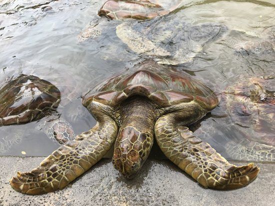 Turtle Island