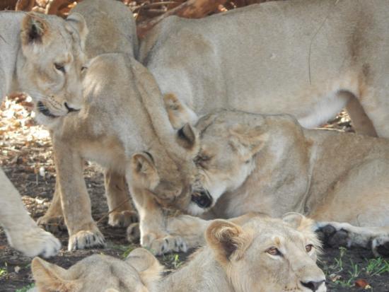Devalia Safari Park